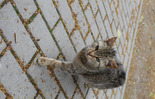 (photo)