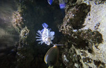 (photo)