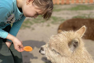 ŚWIĘTO DZIECI WŚRÓD ALPAK I NATURY